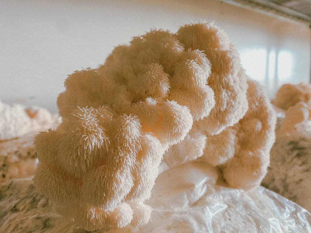 mushrooms (2 of 2)