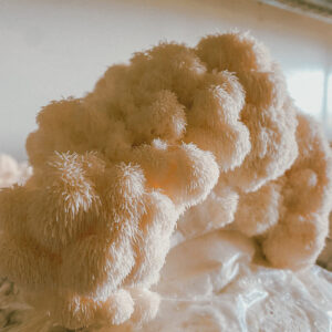 Benefits of Lions Mane