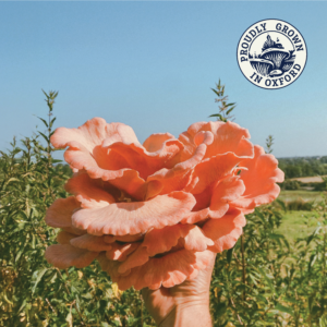 fresh pink oyster