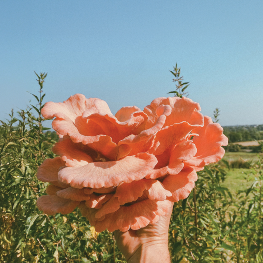 pink oyster (photo)