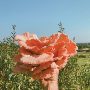 10 Reasons to Love Pink Oyster Mushrooms