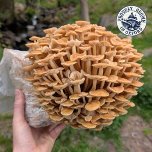 Home enoki stamp 1200x1200